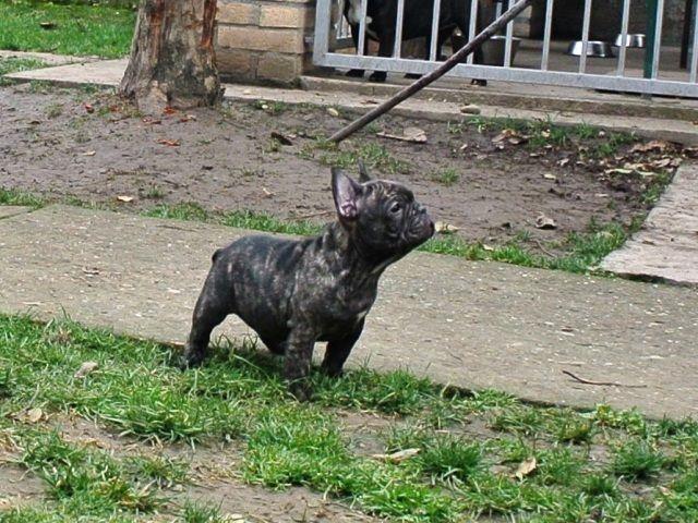 Francuski-buldog-stenci-na-prodaju