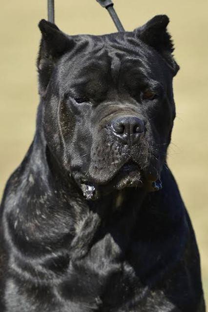 Cane-Corso