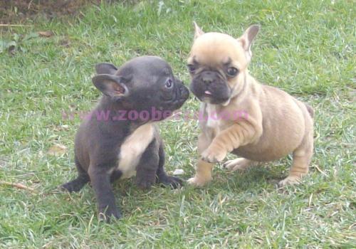 Francuski buldog
