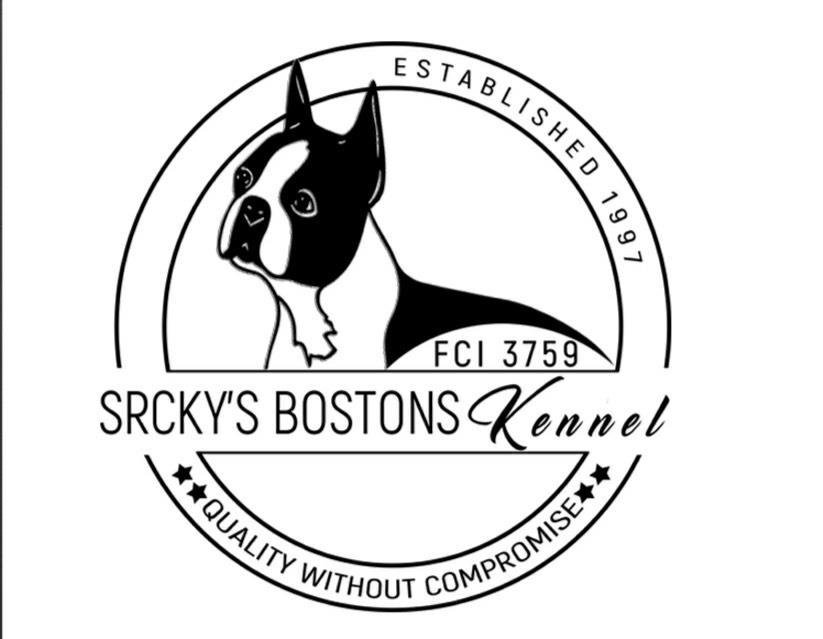 Boston-terijer-stenad
