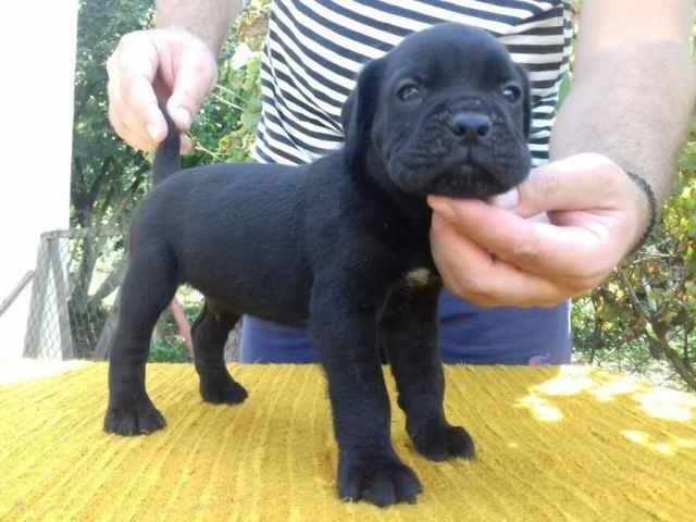 Cane-Corso-štenci-