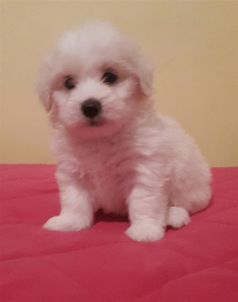 Coton-de-Tulear