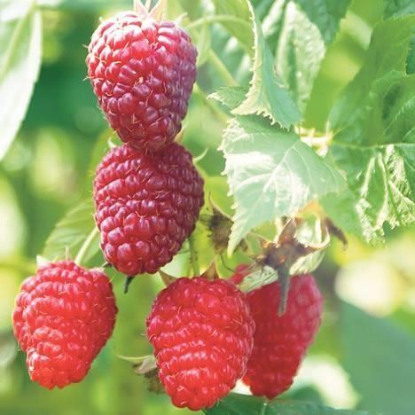 Sadnice maline 