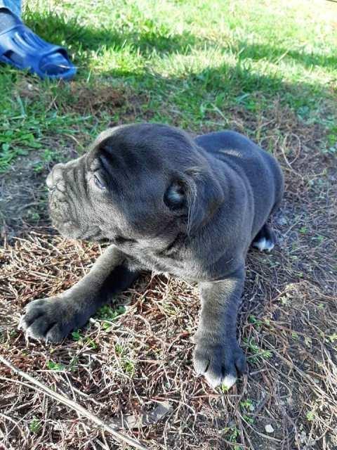Cane-Corso--štenci