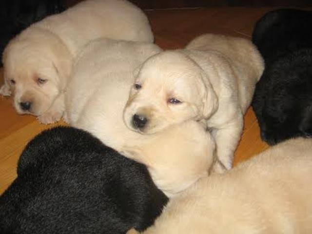 Labrador-Retriver-stenci