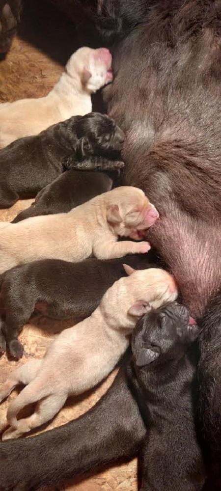 LABRADOR-retriver--štenci-šampionskog-porekla