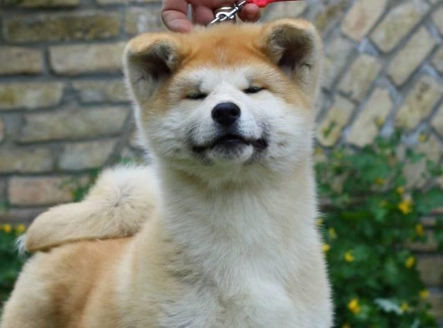 Akita-Inu-stenci