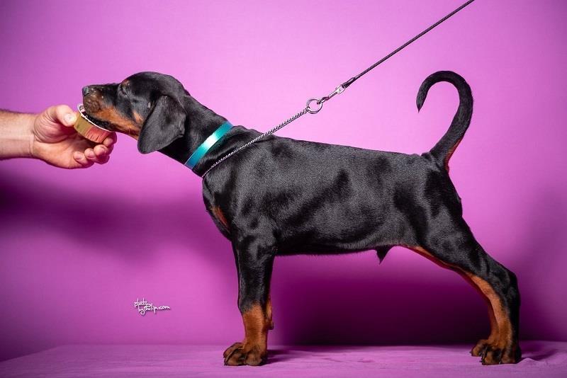 Doberman-stenci-