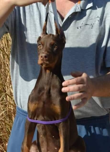Doberman-štenci
