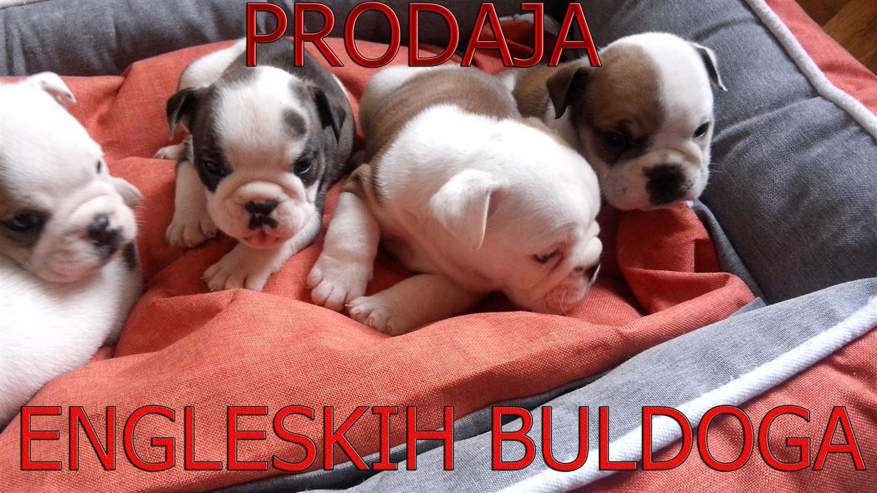 engleski-buldozi
