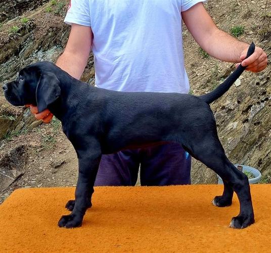 Stenci cane corso 