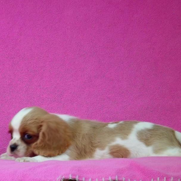 Cavalier-King-Charles-Spaniel-stenci