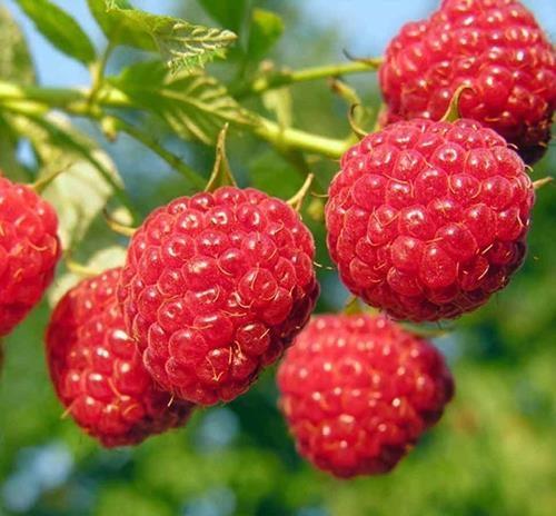 Berači-za-maline