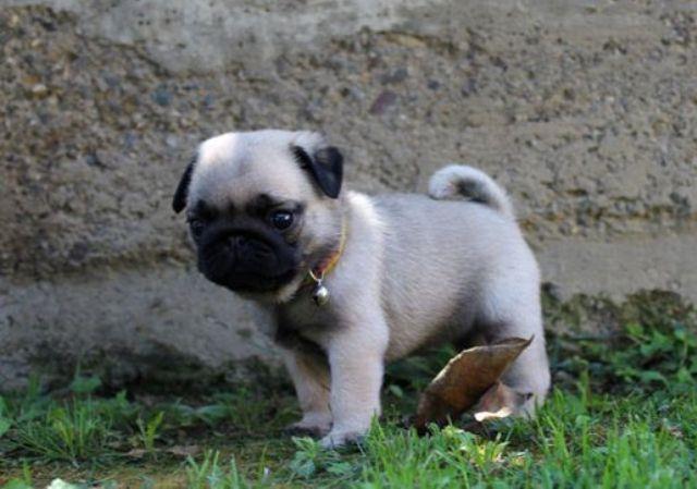 Mops--štenci