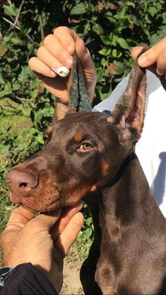 Doberman-štenci