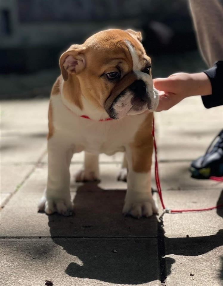 Engleski-buldog