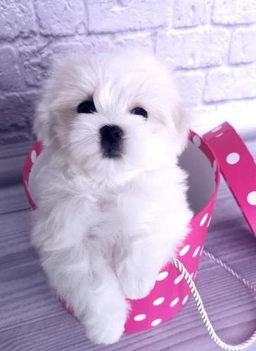 Maltezer i coton de tulear štenci na prodaju
