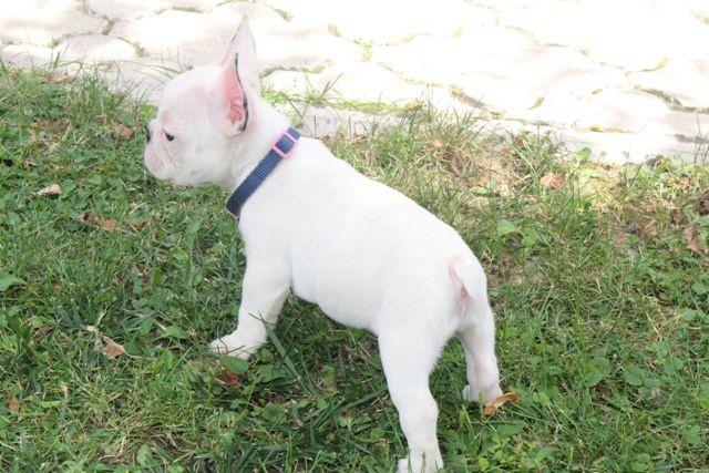 Francuski-Buldog-štenci