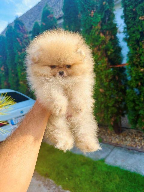 Pomeranac--stenci-Tedy-bear-tipa