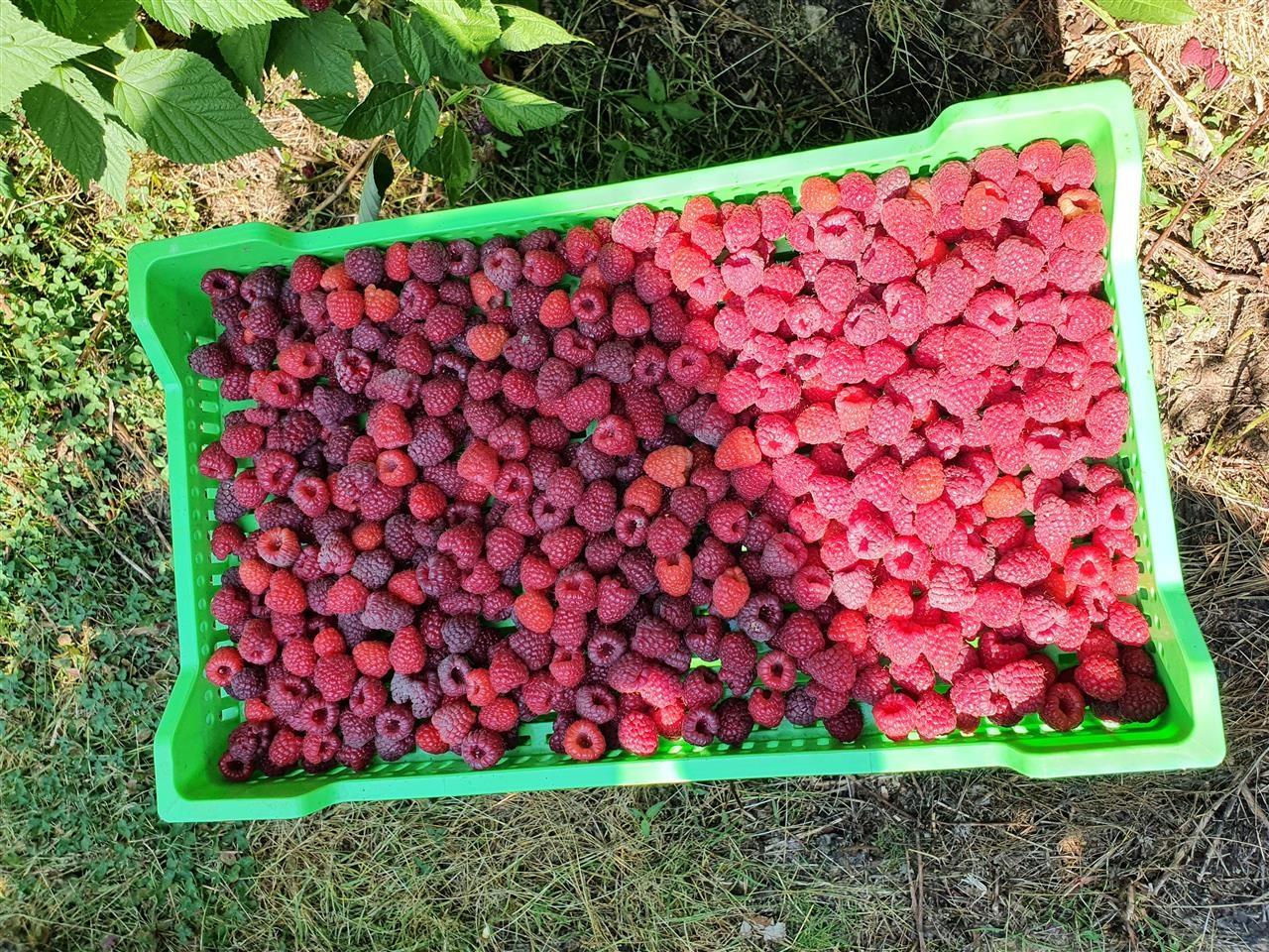 Branje-malina