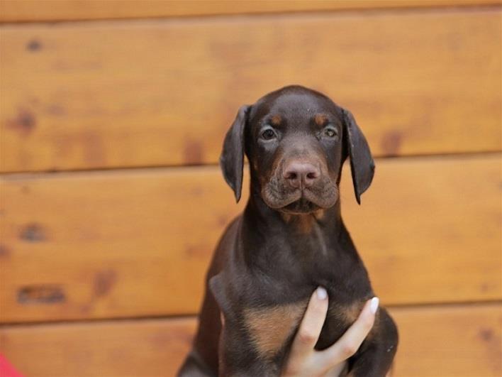 Stenci-Dobermana