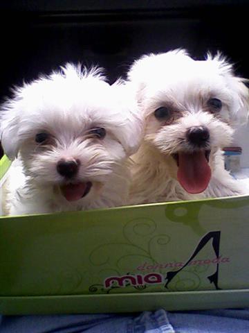 Maltezer