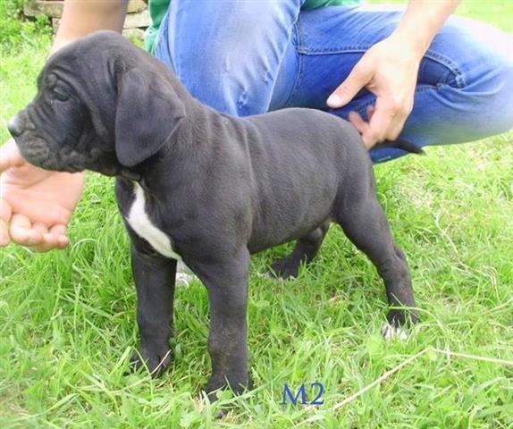 Cane-corso-stenci