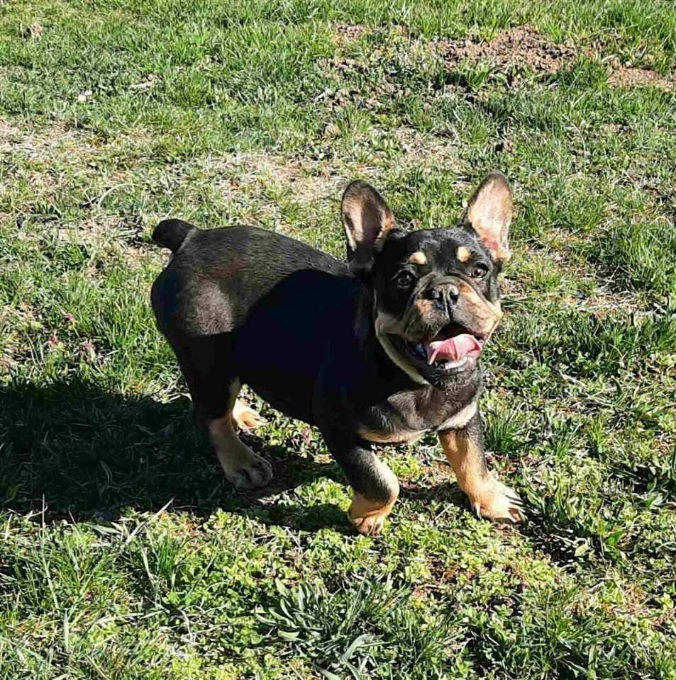 Francuski-buldog-