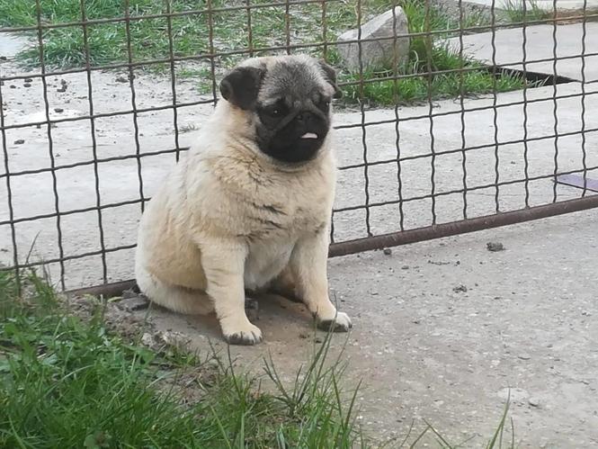 Mops žensko štene