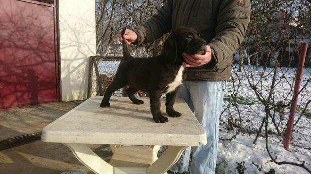 CANE-CORSO-štenci---POVOLJNO