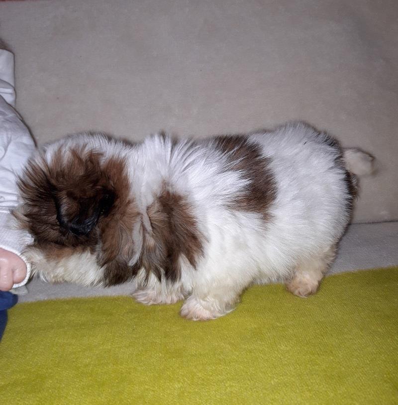 SiCu-sitna-zenkica