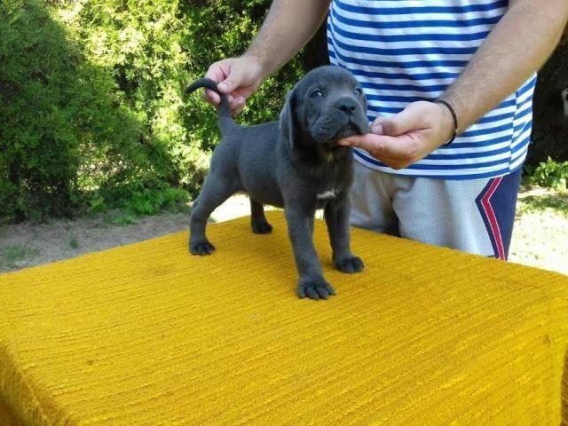 CANE-CORSO-štenci-