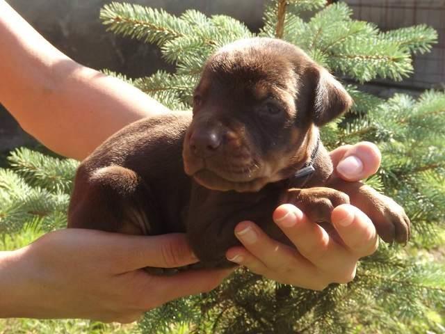 DOBERMAN---kvalitetna-stenad