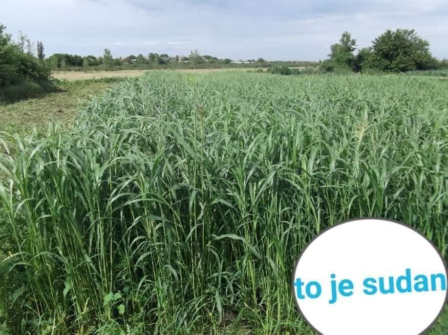 Seme-lucerke