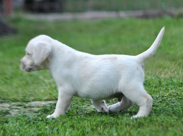 Labrador-retriver