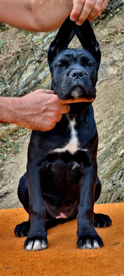 Stenci-cane-corso-
