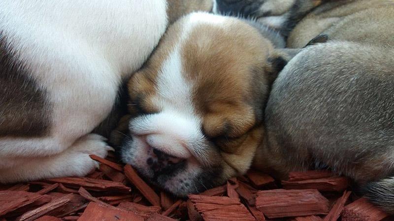 Engleski-Buldog-štenad-