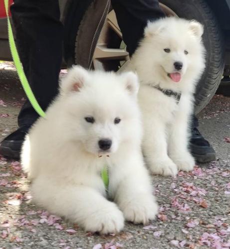 Samojed štenci 