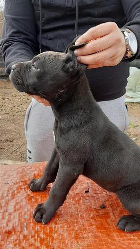 Cane Corso TOP Zenka