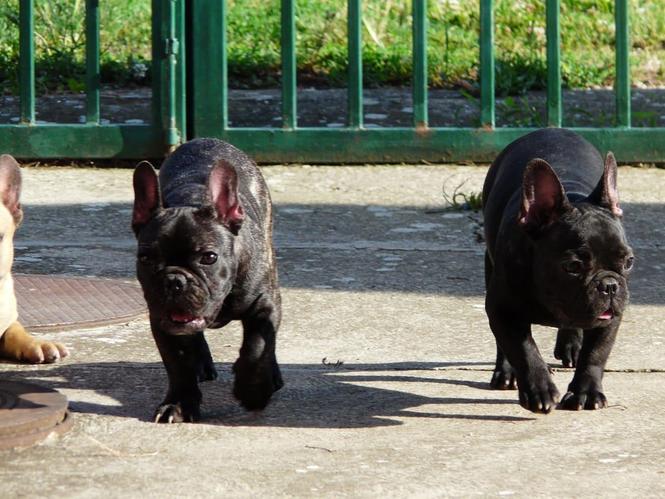 Francuski buldog štenci