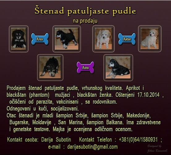 Patuljasta pudla stenci 