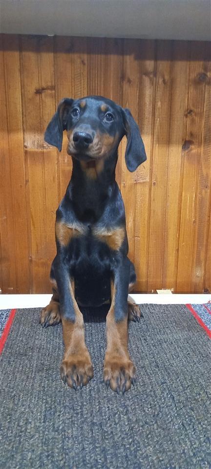 Štenci-Dobermana