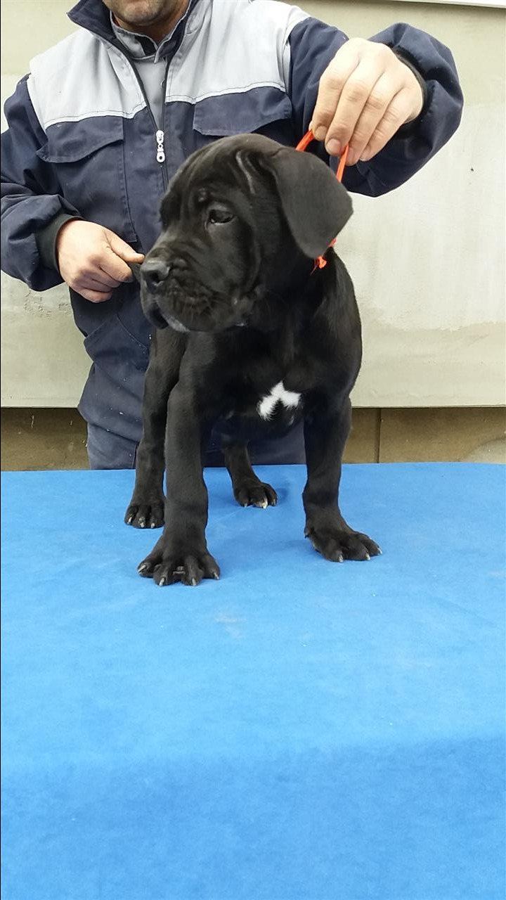 Cane-Corso-stenci-