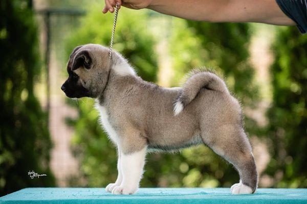 Americka-akita
