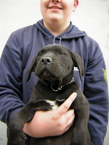 Cane-corso-stenci