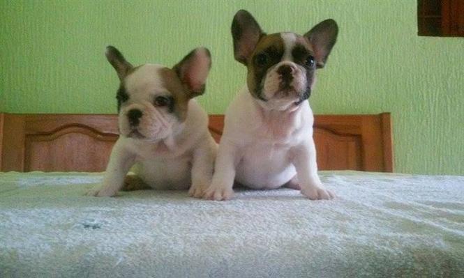 Francuski buldog prelepi stenci