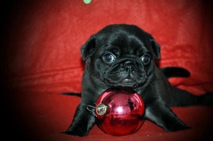 Mops-
