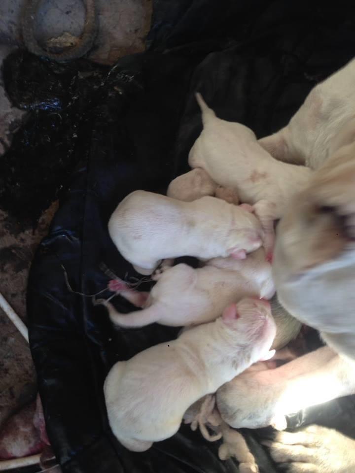 Dogo-argentino