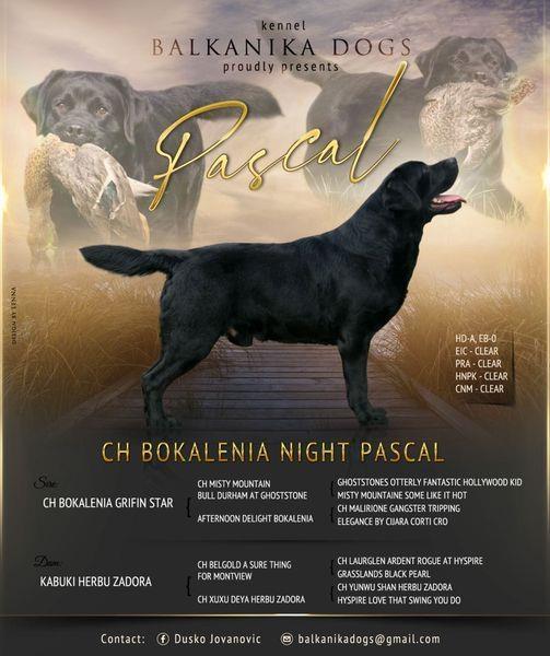 Labrador-