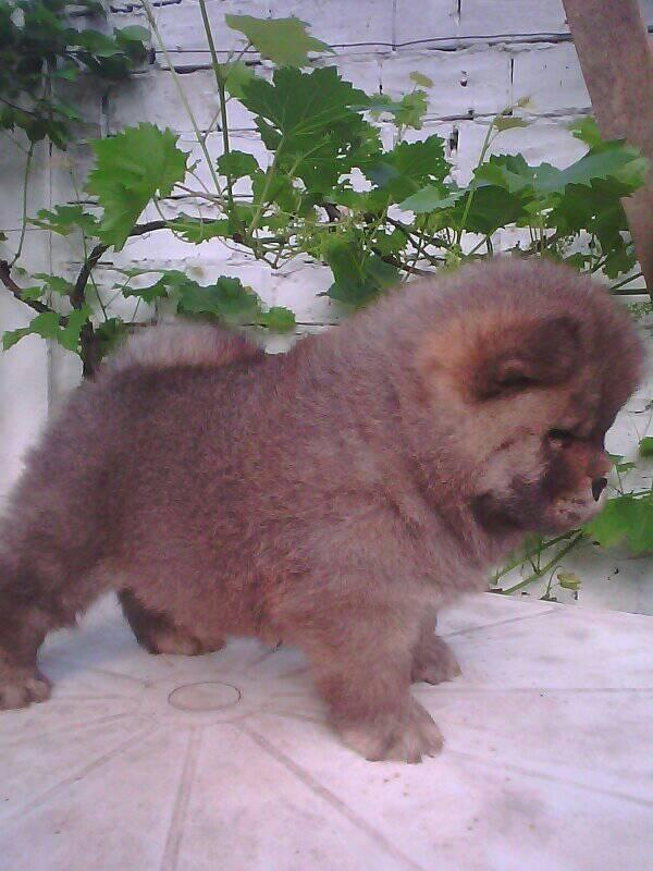 chow-chow
